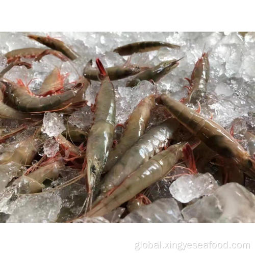 China Frozen Spear Littoral Shrimp Parapenaeopsis Hardwickii Manufactory